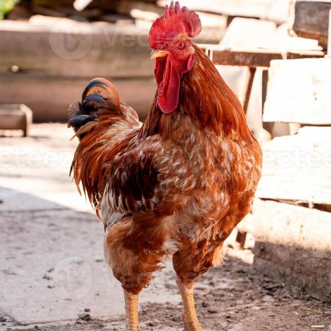 46421912 galo dentro a jardim do uma pais casa fazenda animais foto