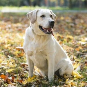 whatsapp image 2020 09 22 at 17.35.30