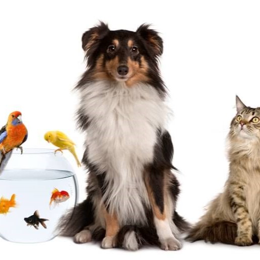 animais domesticos destaque