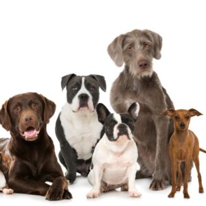 cães diversos 476606794