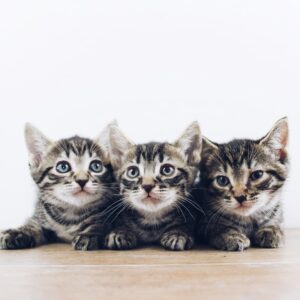 como cuidar gatos filhotes