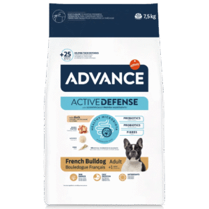 advance french bulldog cão