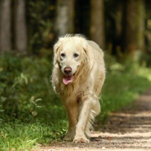 golden retriever 2701033 1280 1024x754