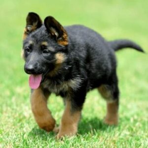 pastor alemao 441x360