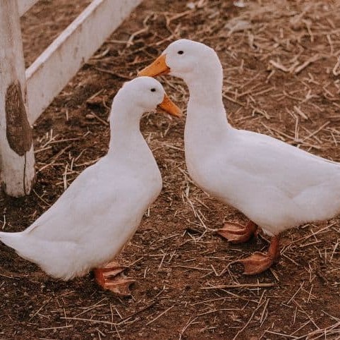 pato de estimacao3 (1)