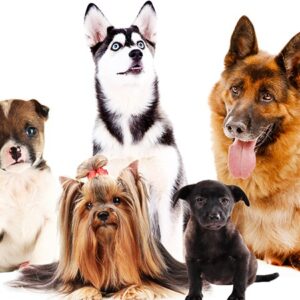 collage of cute dogs isolated on white